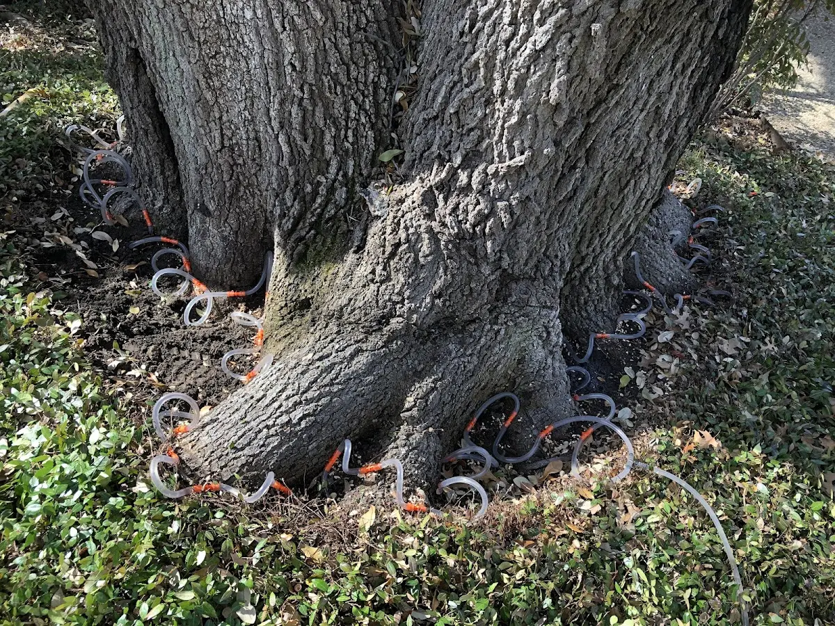 Detailed Tree Cabling and Bracing job site in Allenhurst