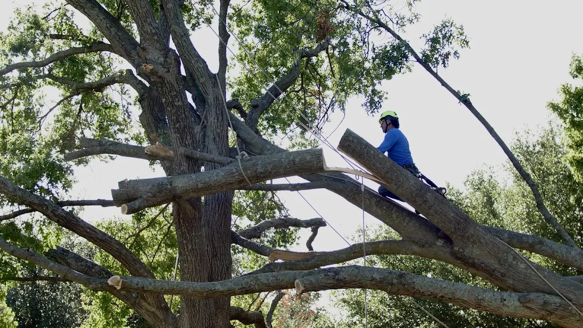 Professional Crown Thinning performed by certified arborists in Allenhurst